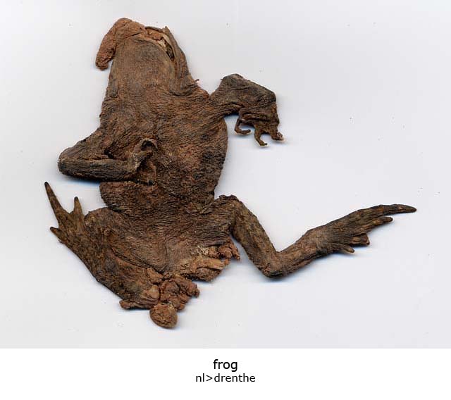 frog